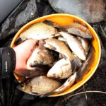 Конопля та кукурудза: експерт назвав ефективне підгодовування для ловлі коропа восени