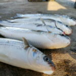 Браконьєрський улов на Південному Бузі: збитки майже 278 тис. грн