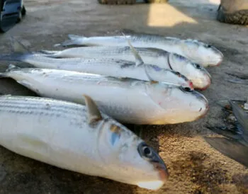 Нові правила вилову кефалі на Одещині 2025