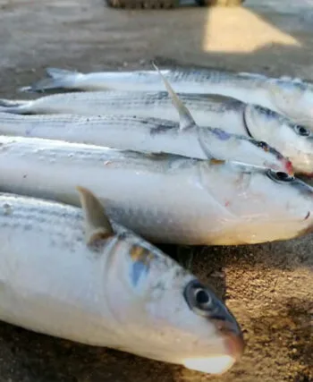 Нові правила вилову кефалі на Одещині 2025