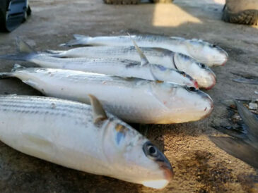 Нові правила вилову кефалі на Одещині 2025