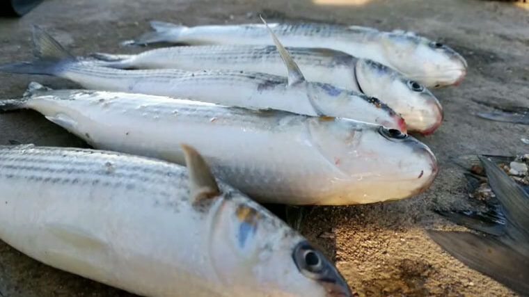 Нові правила вилову кефалі на Одещині 2025