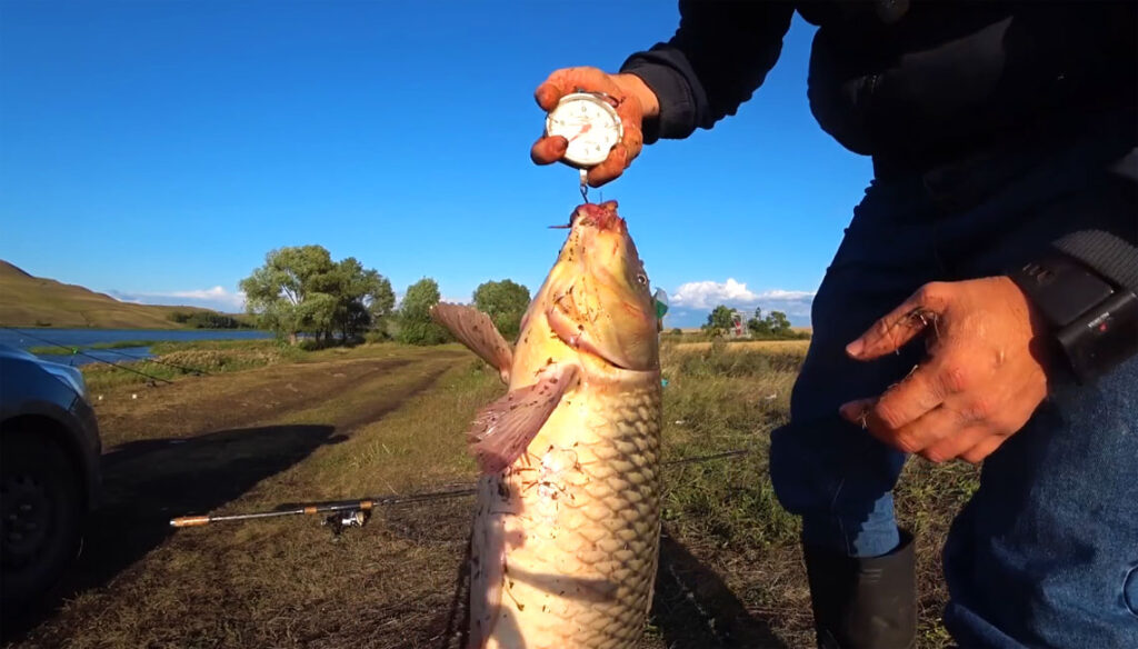 Прогноз кльову риби на тиждень за видами риб