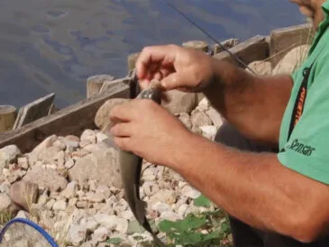 Прогноз клювання риби в Україні на тиждень: 1 - 7 вересня 2025