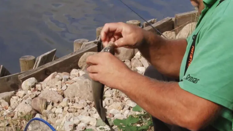 Прогноз клювання риби в Україні на тиждень: 1 - 7 вересня 2025