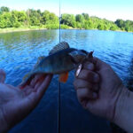 В Киевской области рыбаки сообщили, что карась активно клюет на печень