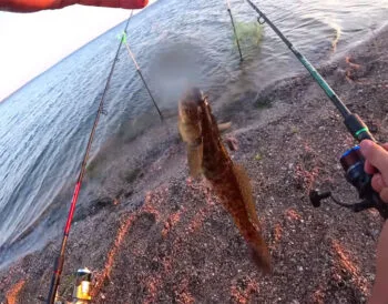 Рибалка показав, як ловити бичка на Тилігульському лимані