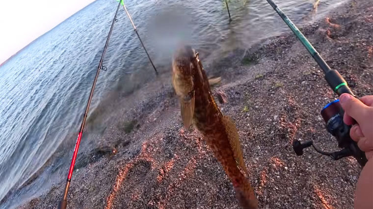 Рибалка показав, як ловити бичка на Тилігульському лимані