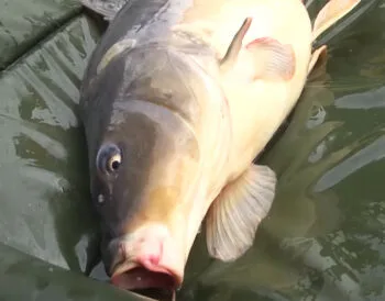 Рибалка впіймав дзеркального коропа на 21 кг і підірвав TikTok