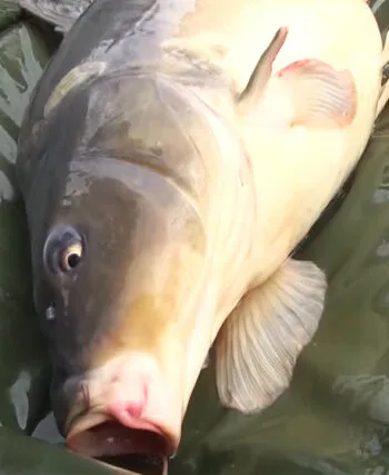 Рибалка впіймав дзеркального коропа на 21 кг і підірвав TikTok