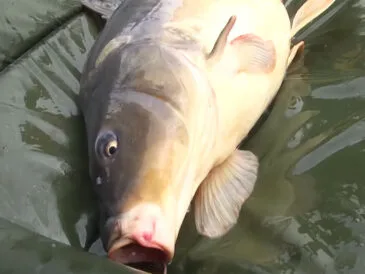 Рибалка впіймав дзеркального коропа на 21 кг і підірвав TikTok