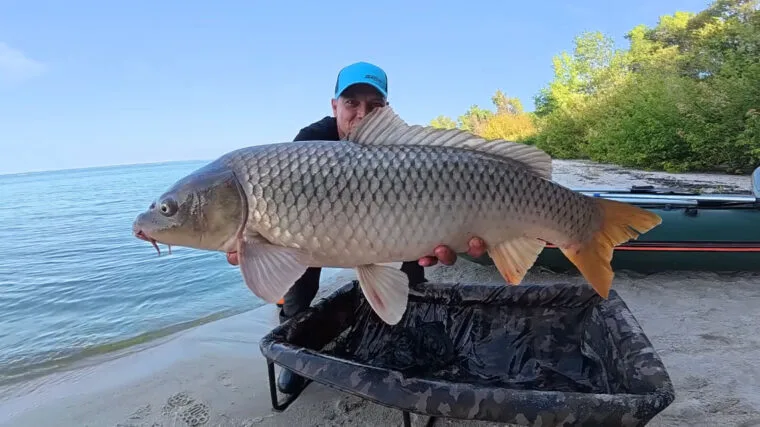 Рибалка впіймав трофейного сазана на 9,7 кг на Південному Бузі