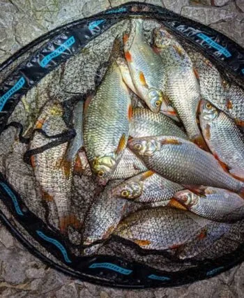 Рибалка з Канева зловив рибу під Києвом після 450 км пошуків