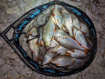 Рибалка з Канева зловив рибу під Києвом після 450 км пошуків