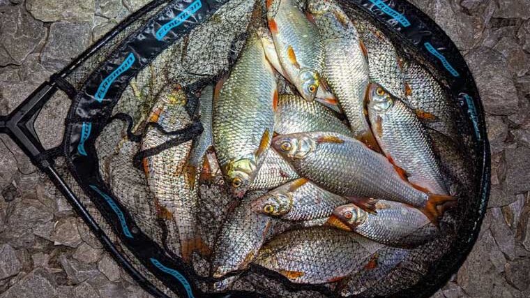 Рибалка з Канева зловив рибу під Києвом після 450 км пошуків