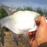 Несподіваний улов щуки: простий лайфхак із повідцем, що працює у вересні
