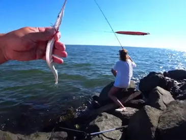 Чотири види риб за день риболовлі у Чорному морі