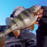 Рибалки знають секрет: цей ТОП-6 насадок восени гарантує небувалий улов коропа й амура