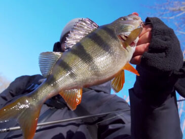 Рыбалка на окуня: лайфхак с силиконовой приманкой