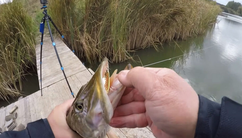 Рыбалка на щуку в Киевской области