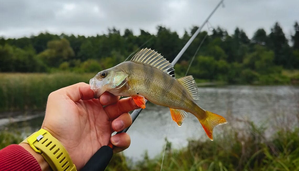 Рыбак показал, как отводной поводок спасает от бесклевья