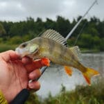 Спіймали трофейного товстолоба у квітучій “зеленій” воді