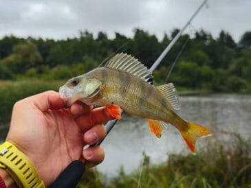 Рибалка показав, як відвідний повідець рятує від безкльов'я
