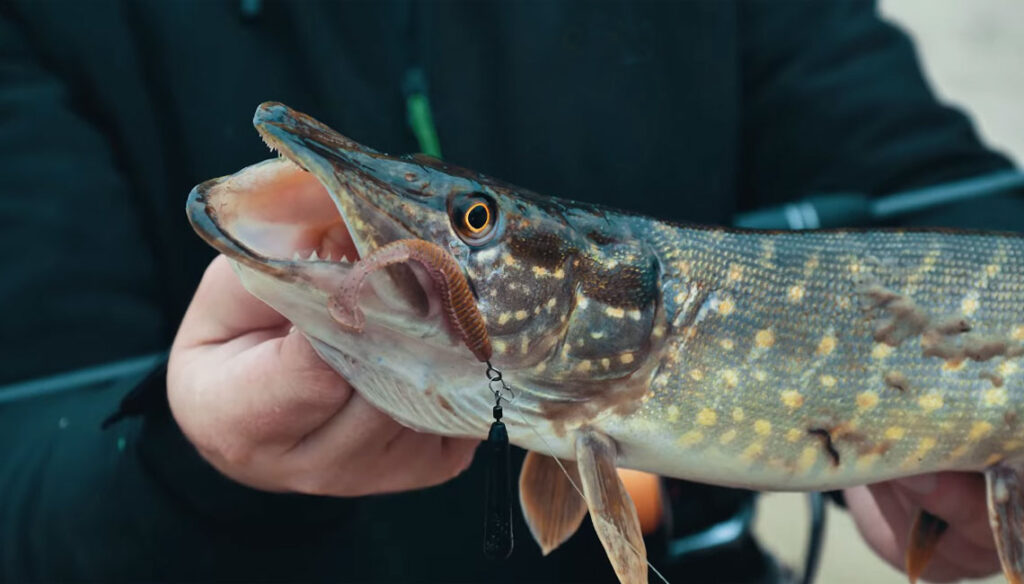 Щука на поводок из флюрокарбона