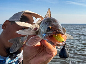 Судак у Каневі - де ловив київський рибалка і що клювало