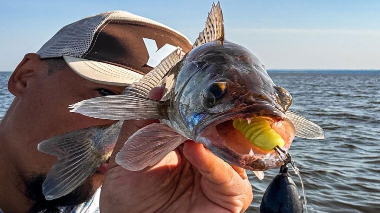 Судак у Каневі - де ловив київський рибалка і що клювало