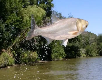 У Харкові зловили гігантського товстолоба вагою 26 кг