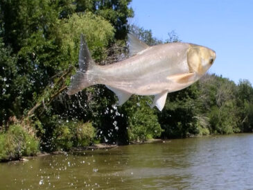 У Харкові зловили гігантського товстолоба вагою 26 кг