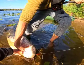 У Києві спіймали гігантського сома вагою 24 кг