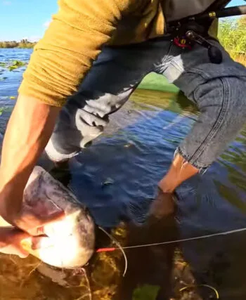 У Києві спіймали гігантського сома вагою 24 кг