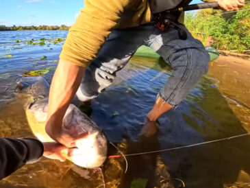 У Києві спіймали гігантського сома вагою 24 кг