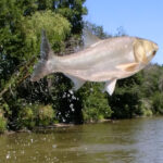 В Киевской области рыбаки сообщили, что карась активно клюет на печень