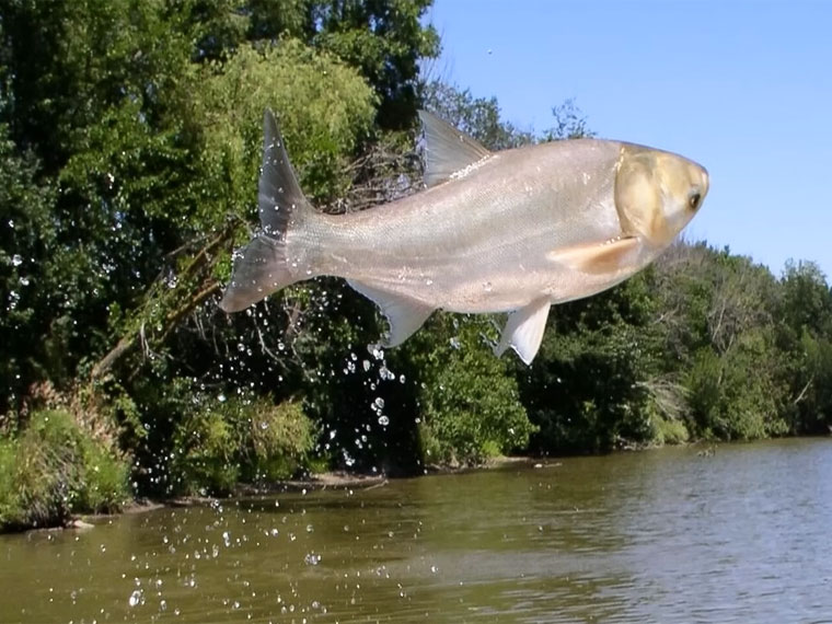В Харькове поймали гигантского толстолоба весом 26 кг