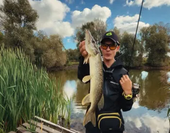 На Дністрі зафіксовано осінній жор щуки
