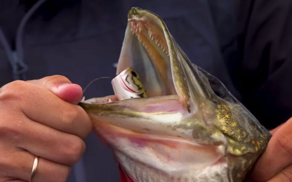 Як правильно ловити на поппер