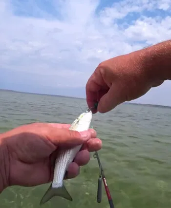 Рибалка показав, як ловити кефаль на Тилігулі