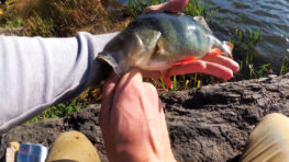 Як оснастити силікон для ловлі пасивного окуня восени?