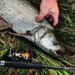 Всегда с рыбой: как в октябре успешно ловить плотву на опарыша в холодной воде