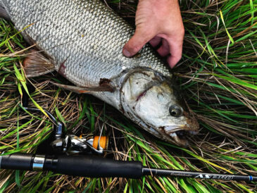 Украинский рыболов сообщил об успешной ловле жереха на волкер