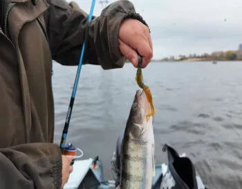 Де і як ловити судака у вітряну погоду в жовтні