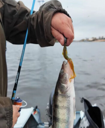 Де і як ловити судака у вітряну погоду в жовтні