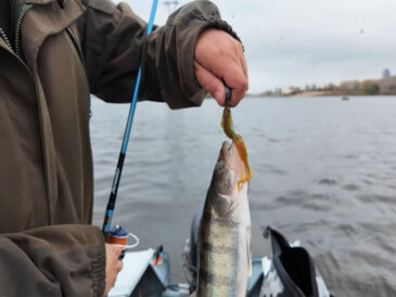 Де і як ловити судака у вітряну погоду в жовтні