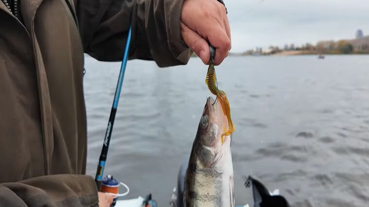 Де і як ловити судака у вітряну погоду в жовтні
