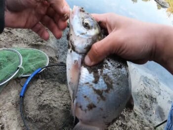 Фідерна ловля наприкінці жовтня: де шукати рибу і як не перегодувати
