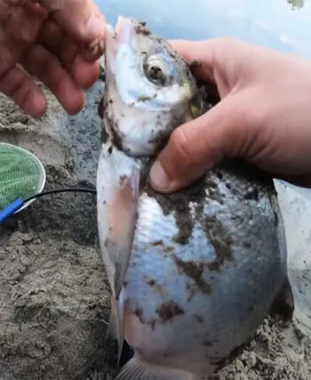 Фідерна ловля наприкінці жовтня: де шукати рибу і як не перегодувати