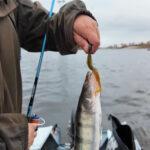 Поклевка на грани видимости: как выбрать квивертип для осеннего леща